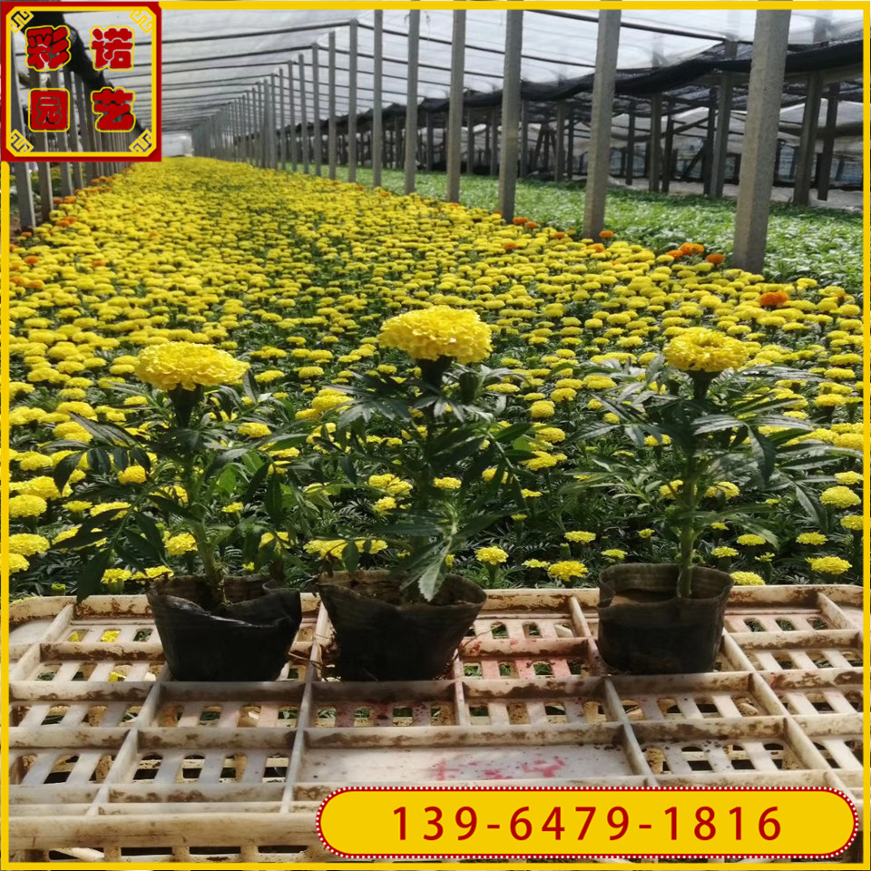 绿化工程用万寿菊花苗 地被时令草花万寿菊种苗 