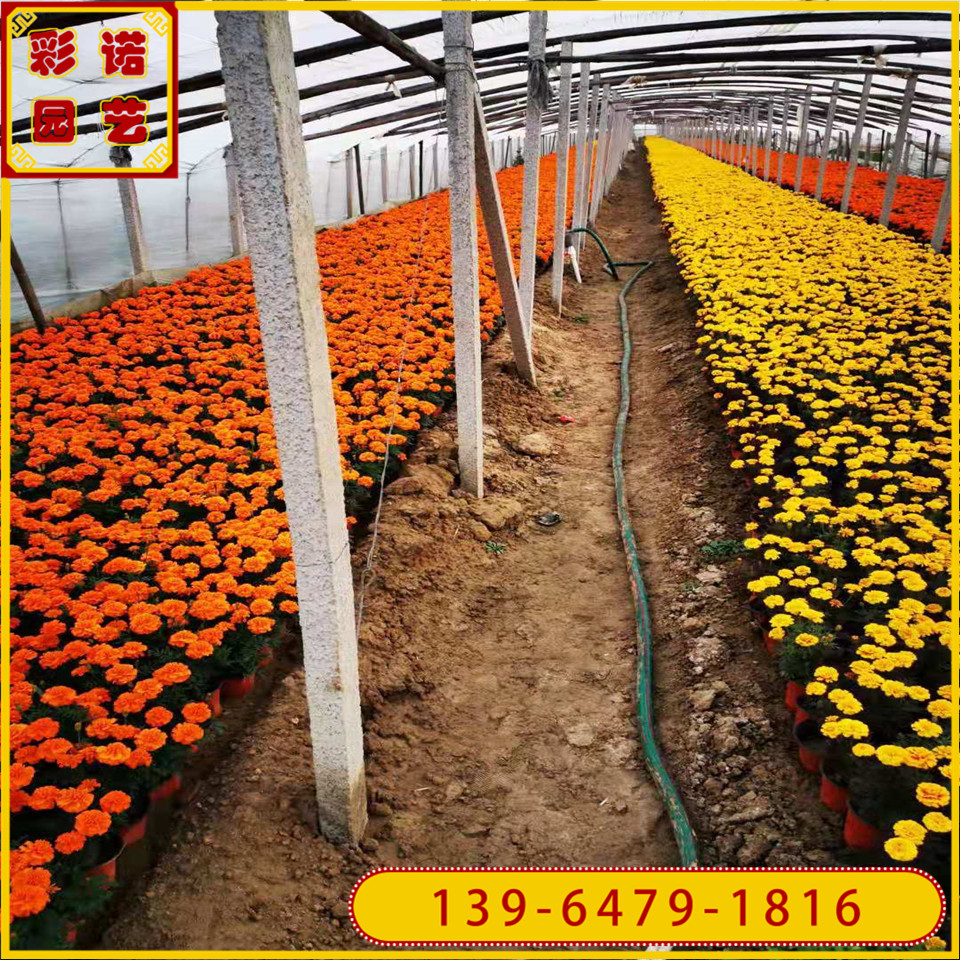 厂家批发孔雀草小苗 四季草花 山东孔雀草绿化苗基地 花色艳品质好