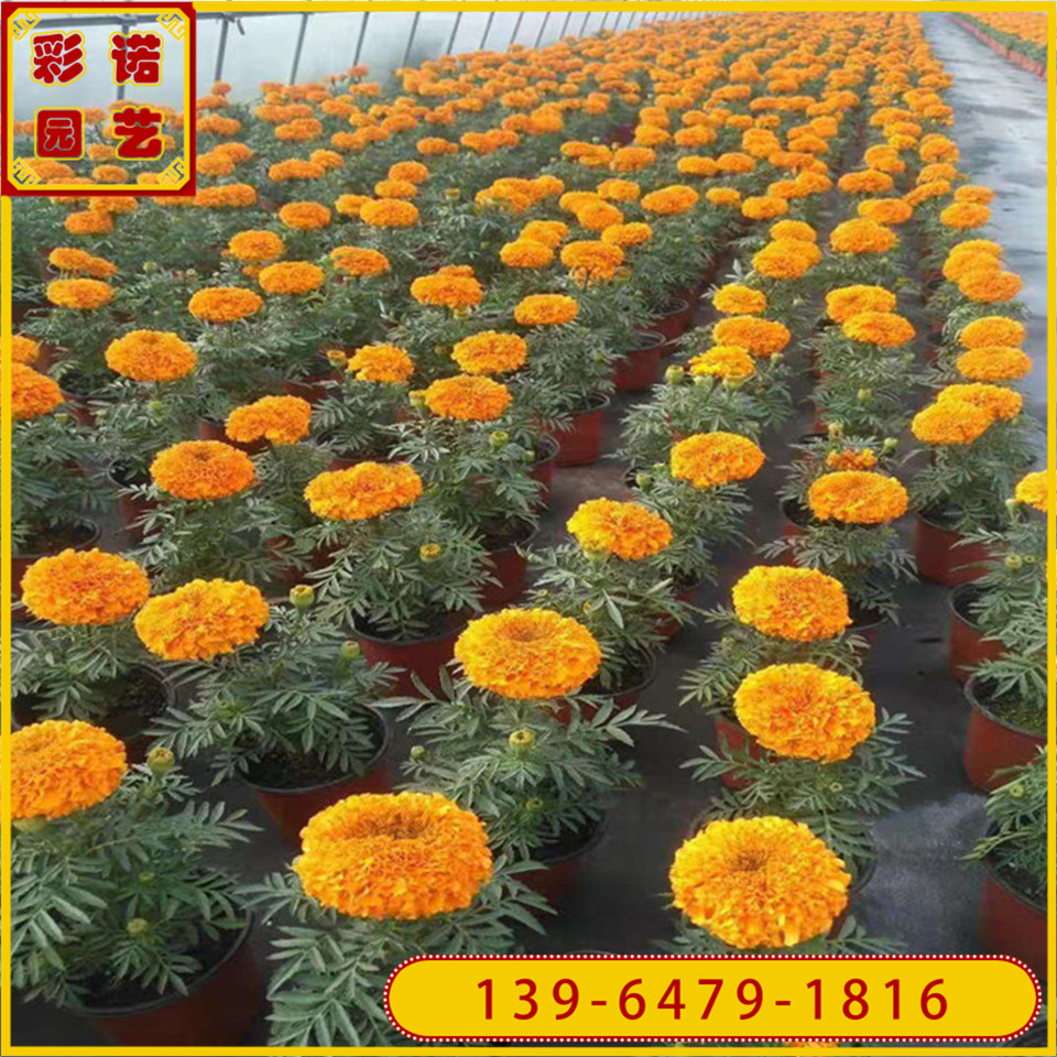 景观绿化用万寿菊工程苗 盆栽万寿菊幼苗供应 花卉组摆用万寿菊