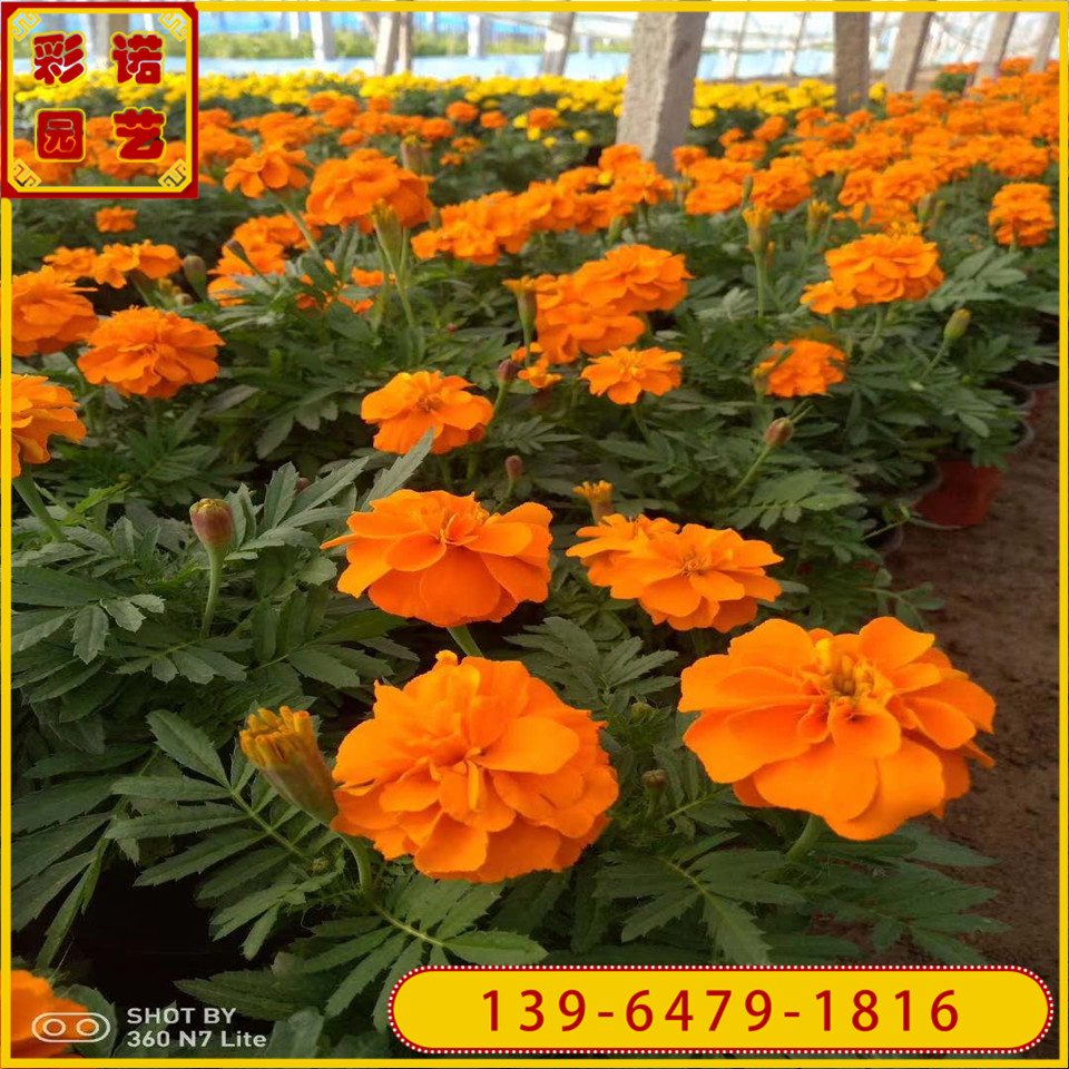 孔雀草花苗种植基地 高度20公分孔雀草小苗批发 草花拼色租摆