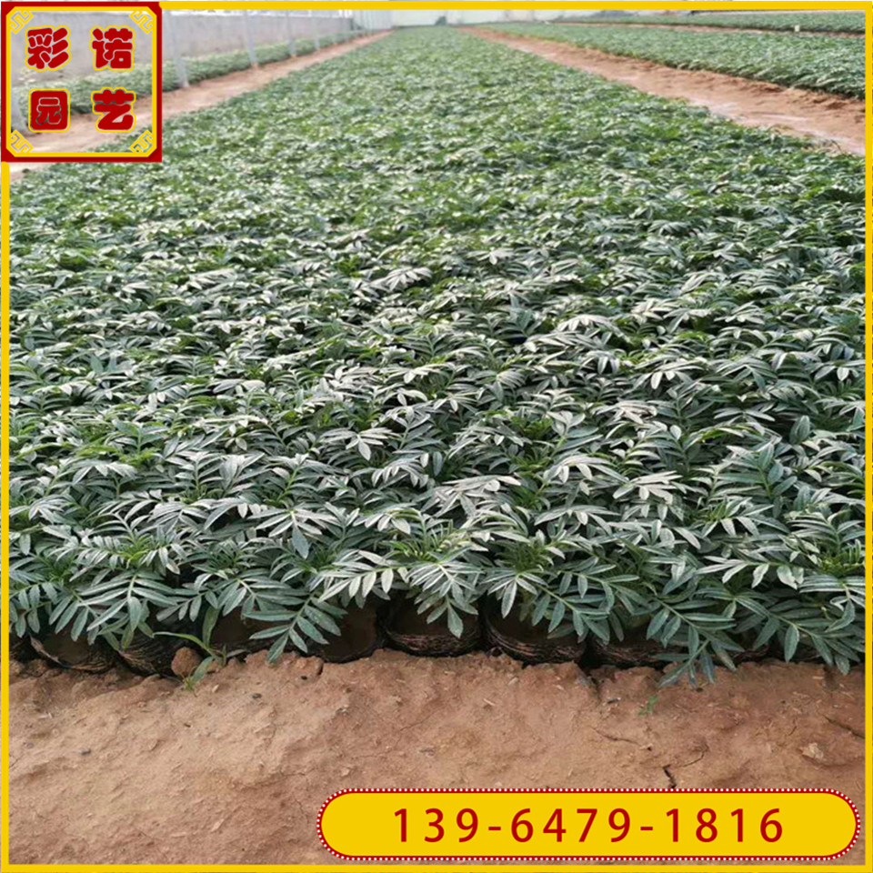各种草花供应 万寿菊种苗 孔雀草小苗 花坛盆栽花卉万寿菊110杯