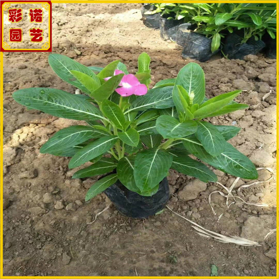 长春花袋苗杯苗小苗 天天开带土绿化苗 基地带花批发