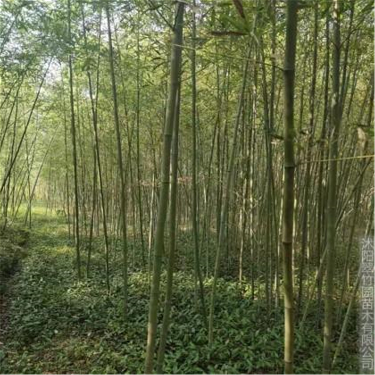 淡竹小苗批发 悦达花卉供应大量淡竹苗木 量大优惠