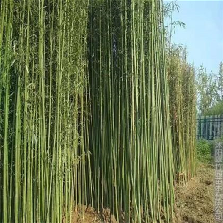 淡竹价格 青州淡竹苗供应 悦达花卉