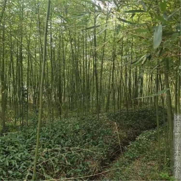 5公分左右淡竹小苗 长势旺盛 基地供应 悦达花卉