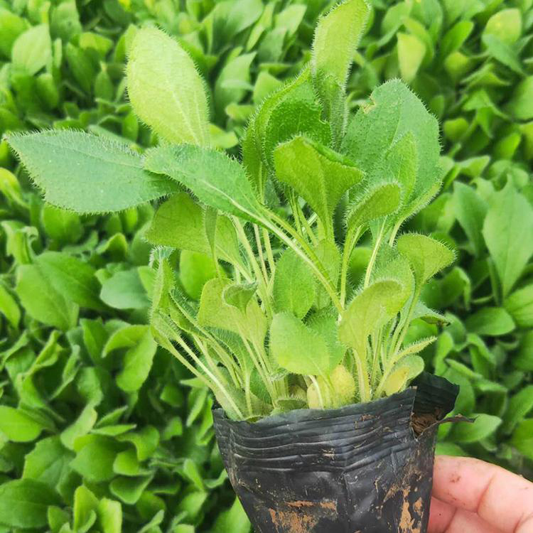 山东草花 量大优惠 多年生草本 黑心菊批发