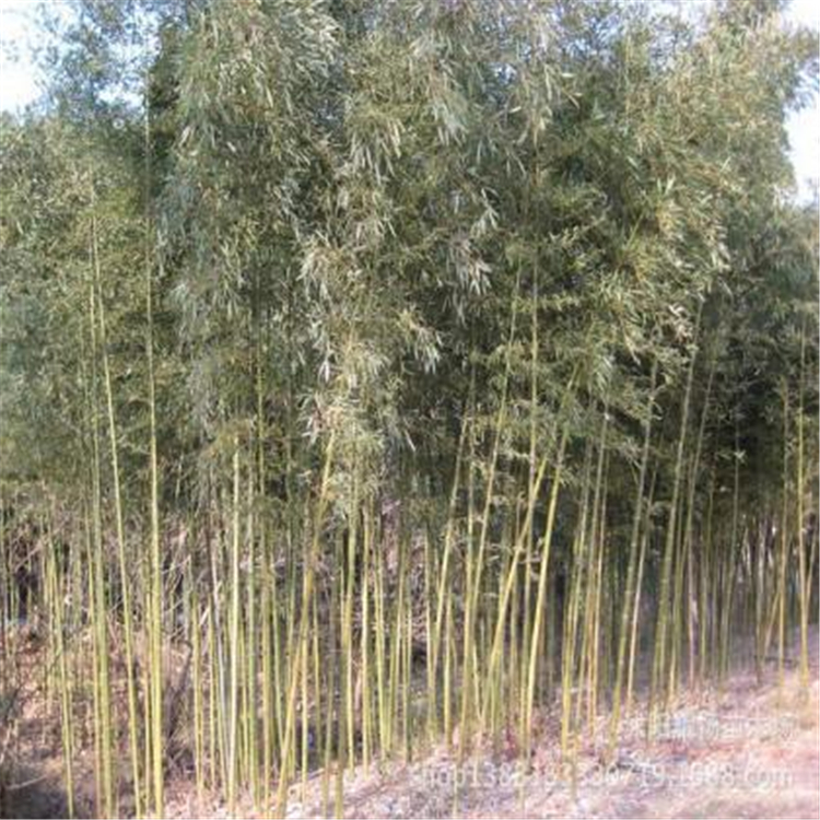 基地供应淡竹 刚竹属植物 淡竹地栽苗供应商