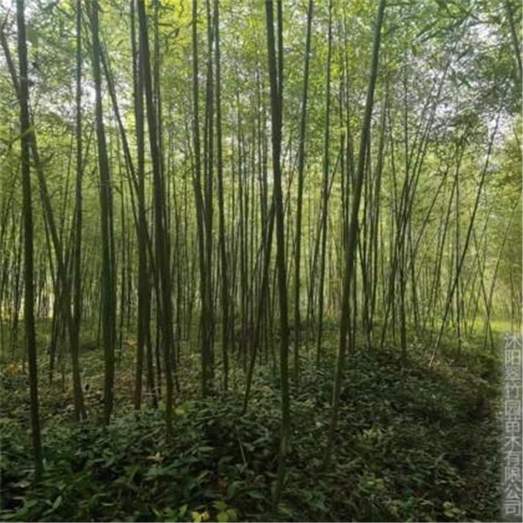 淡竹种植基地 供应高杆淡竹苗 价格合理 欢迎购买