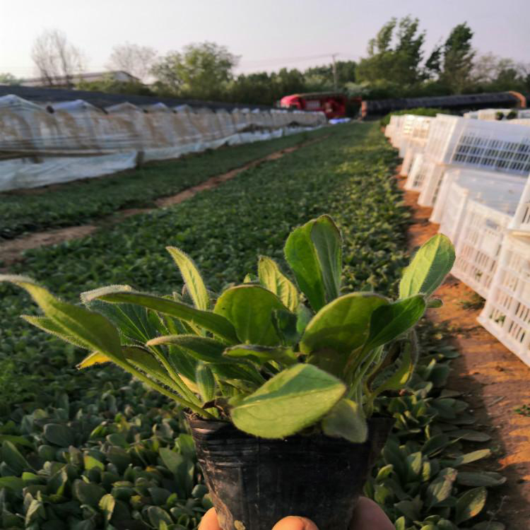 青州观赏草花 苗圃供应 黑心菊观赏花卉 黑心菊销售