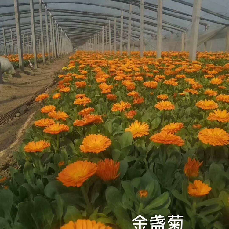 金盏菊杯苗供应商 山东金盏菊批发商 金盏菊供应价格