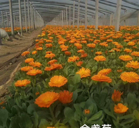 金盏菊杯苗供应商 山东金盏菊批发商 金盏菊供应价格
