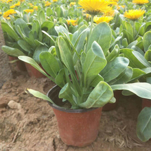 金盏菊盆栽 金盏菊 金盏菊盆栽供应基地