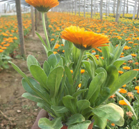 金盏菊小苗种植基地 金盏菊花苗 金盏菊供应价格