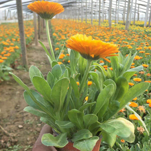 金盏菊小苗种植基地 金盏菊花苗 金盏菊供应价格