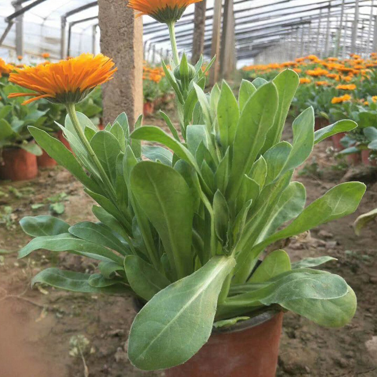 山东金盏菊批发商 金盏菊小苗 金盏菊盆栽供应基地