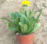 金盏花种植基地 江苏盆栽金盏菊花苗 金盏菊供应价格