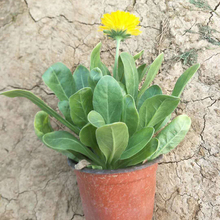 金盏花种植基地 江苏盆栽金盏菊花苗 金盏菊供应价格