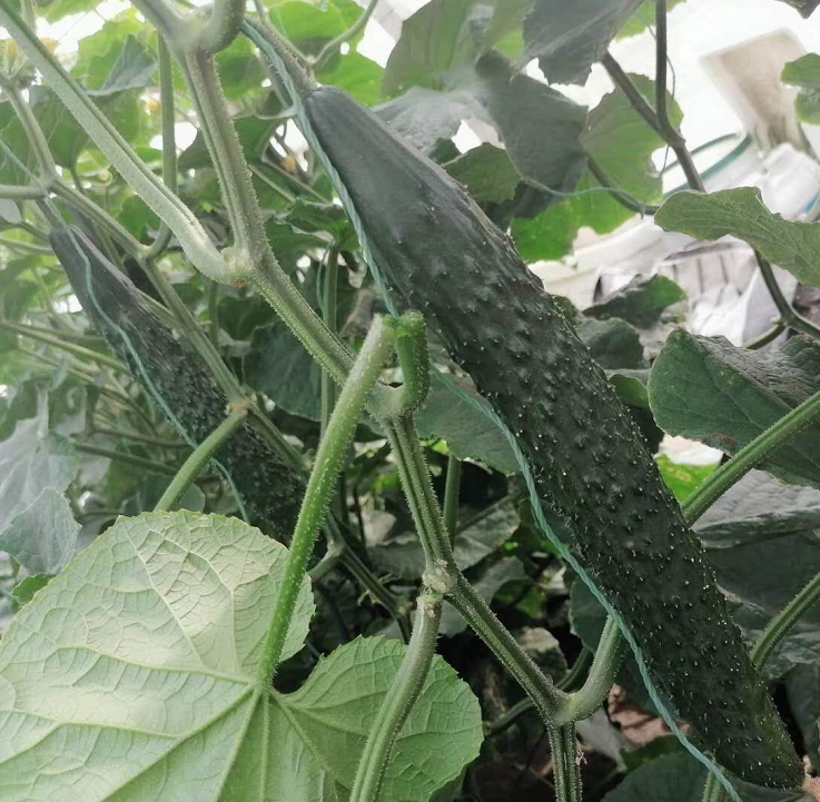 寿光批发短把密刺黄瓜苗    短把密刺黄瓜苗育苗基地发货