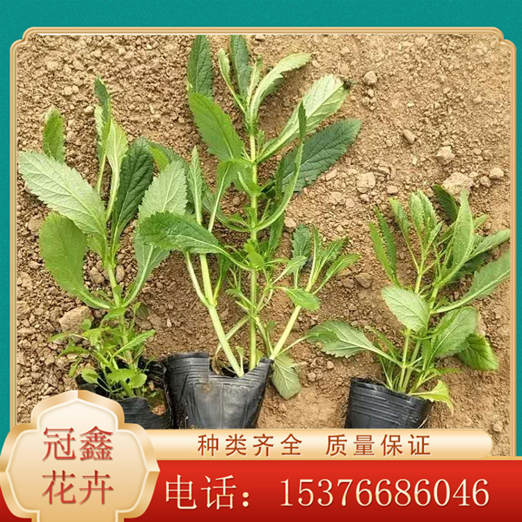 观赏马鞭草 马鞭草价格 马鞭草大量供应