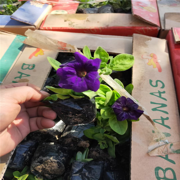公园组摆花卉矮牵牛 节日组摆花卉矮牵牛批发 江瑞花卉