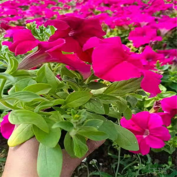 五一组摆花卉矮牵牛批发商 江瑞花卉