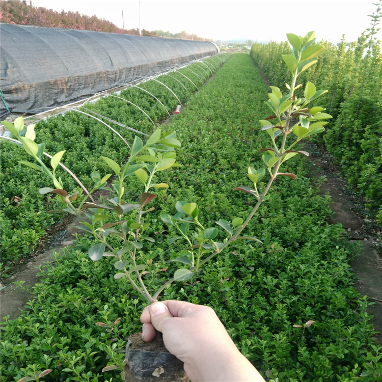 江瑞 冬青工程用苗供应 地栽盆栽冬青价格 好种植成活高