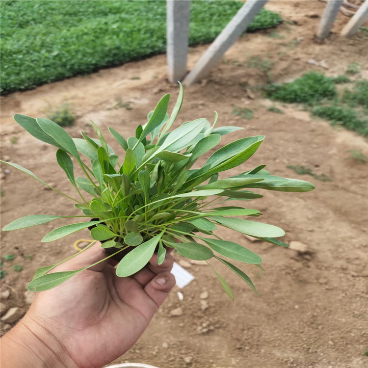河南金鸡菊大量供应 好种植的金鸡菊批发 大花重瓣金鸡菊好看成活高