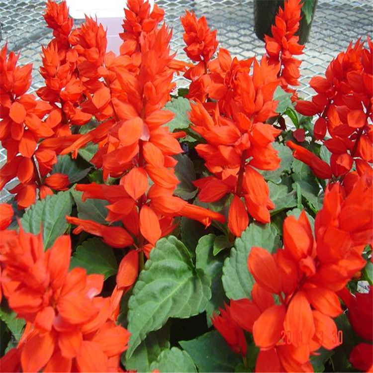 美丽乡村用花一串红 一串红节日花卉 江瑞花卉