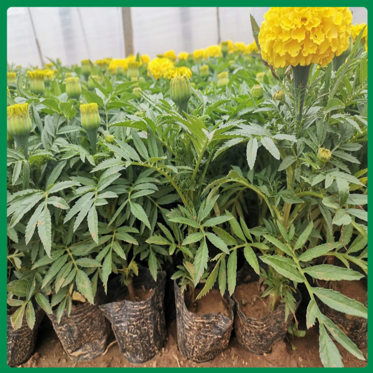 观赏万寿菊 优价出售万寿菊 万寿菊批发价格