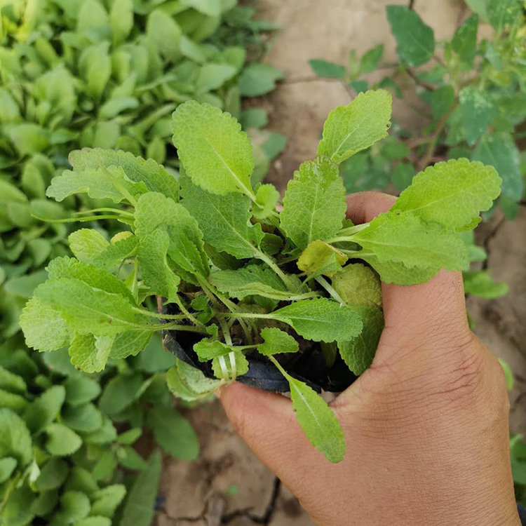 鼠尾草小苗批发价格 鼠尾草供货商