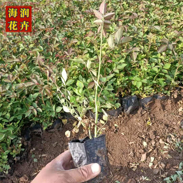 园林绿化观赏月季 大花月季小苗 基地批发