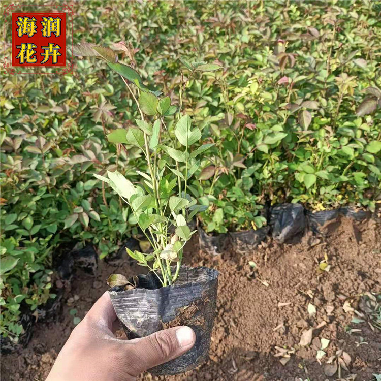 批发丰花月季 园林绿化用丰花月季小苗工程苗 青州海润花卉 质优价廉