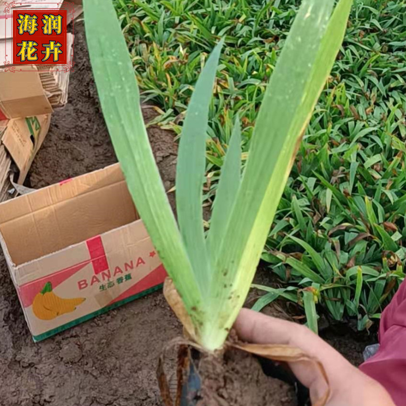 德国鸢尾 供应水生鸢尾小苗杯苗工程苗 鸢尾苗上车价 青州海润花卉