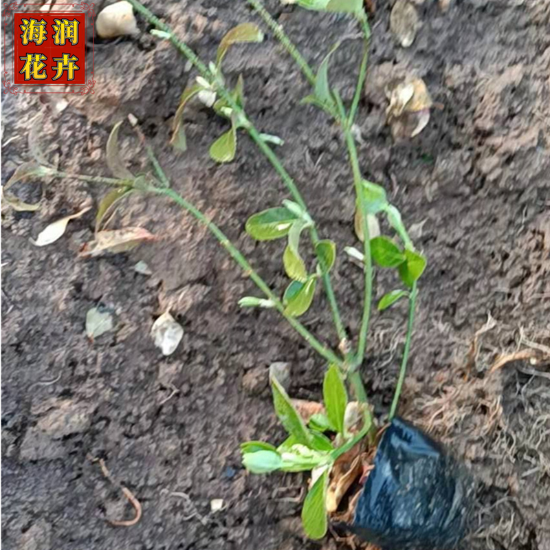 绿化用小叶扶芳藤 青州批发小叶扶芳藤小苗工程苗 海润花卉现货供应