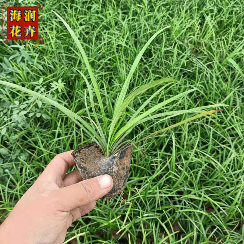 绿化用麦冬草 青州批发麦冬小苗杯苗工程苗 海润花卉 大量供应