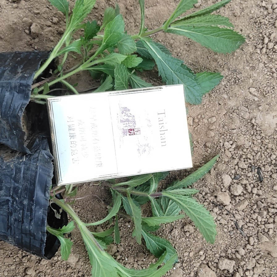 马鞭草花海工程苗  马鞭草基地  花期长,全年皆可开花