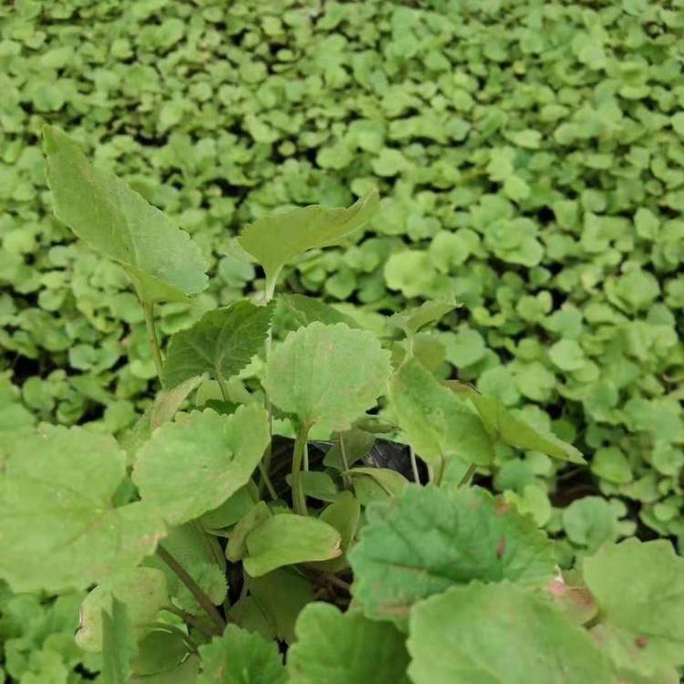 荒地护坡二月兰小苗  二月兰培育基地  静竹花卉大量批发二月兰种苗