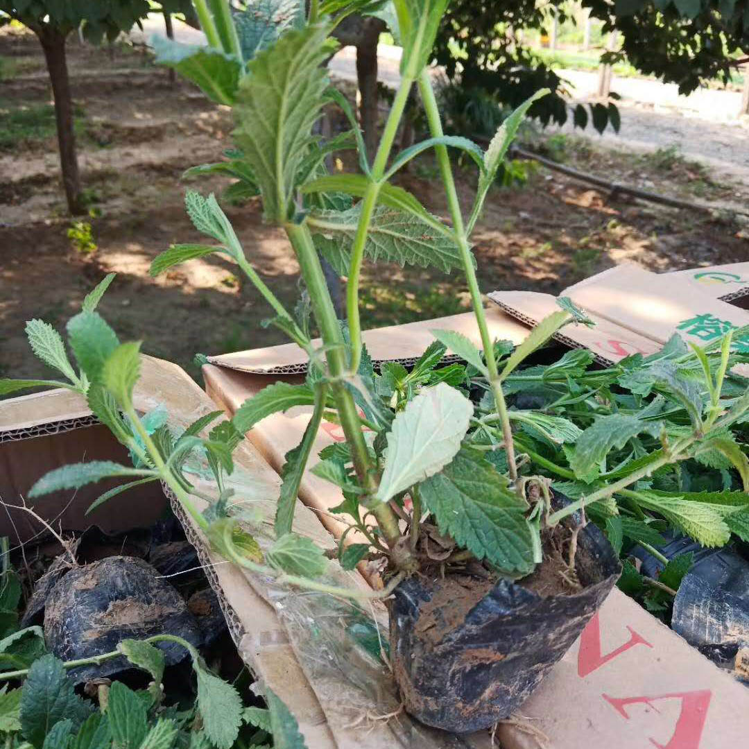 南美柳叶马鞭草  马鞭草小苗  全年开花，花期长