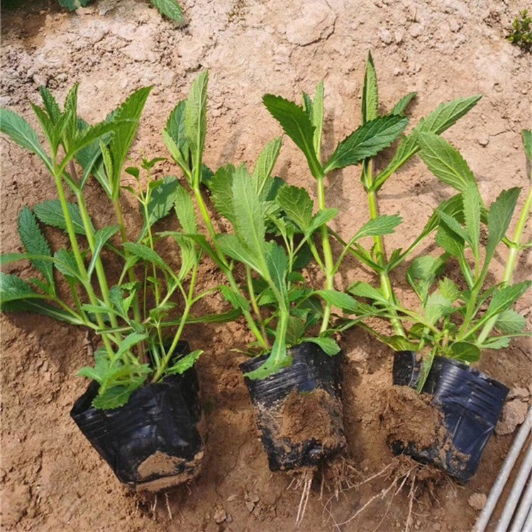 四季马鞭草种植基地  柳叶马鞭草  观赏价值高
