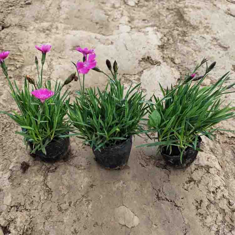花海用花欧石竹杯苗 欧石竹基地  适应性好