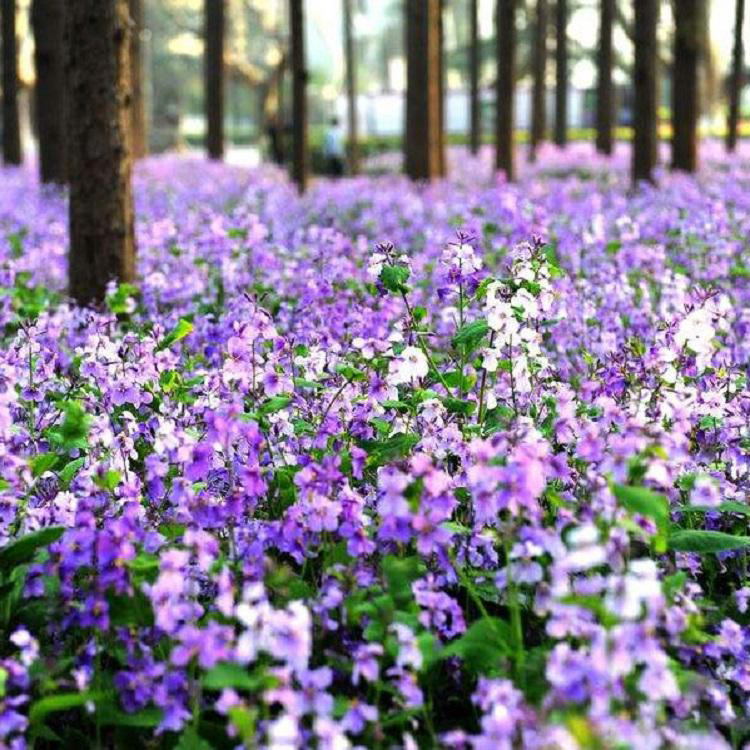 早春观花，冬季观绿  二月兰小苗  二月兰培育基地