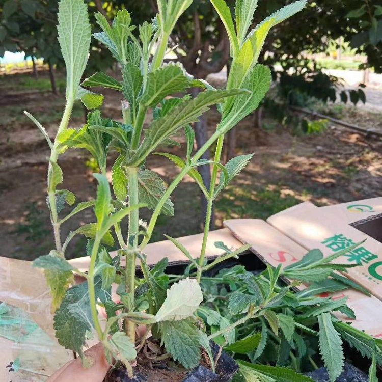 马鞭草花海工程苗  柳叶马鞭草基地  花期长,全年皆可开花