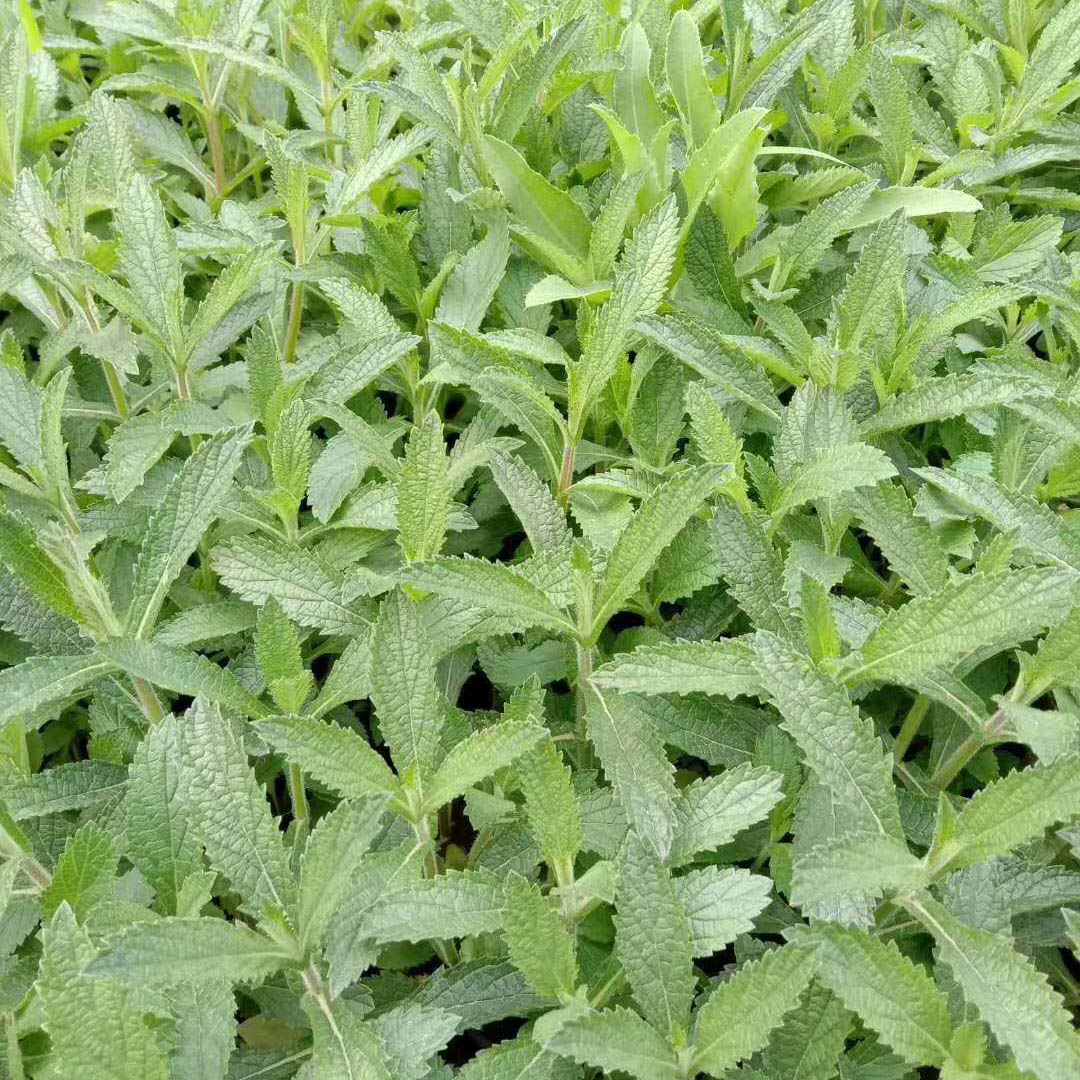 花海工程马鞭草  柳叶马鞭草基地  多年生直立草本植物