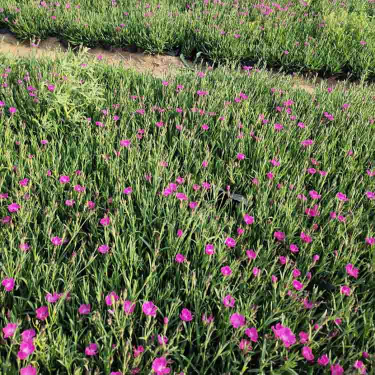 花海用花欧石竹杯苗 欧石竹小苗  耐寒抗旱