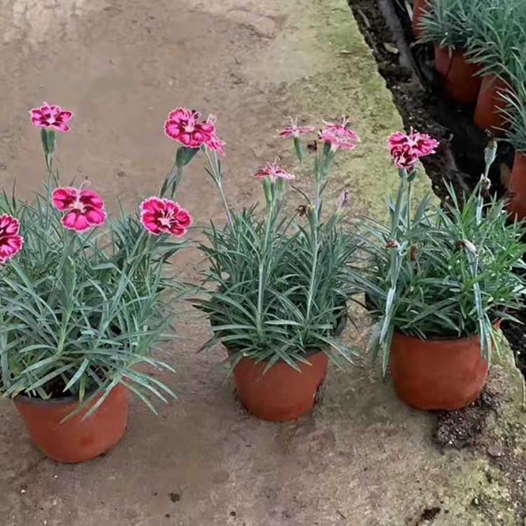 基地现货供应 彩虹石竹基地 观赏彩虹石竹