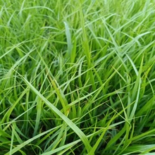 青州盆栽紫叶狼尾草  紫叶狼尾草价格  耐旱、耐湿、抗寒性好