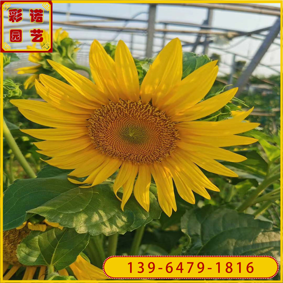 批发供应15-30公分向日葵小苗 太阳花双色杯苗 向日葵盆栽苗
