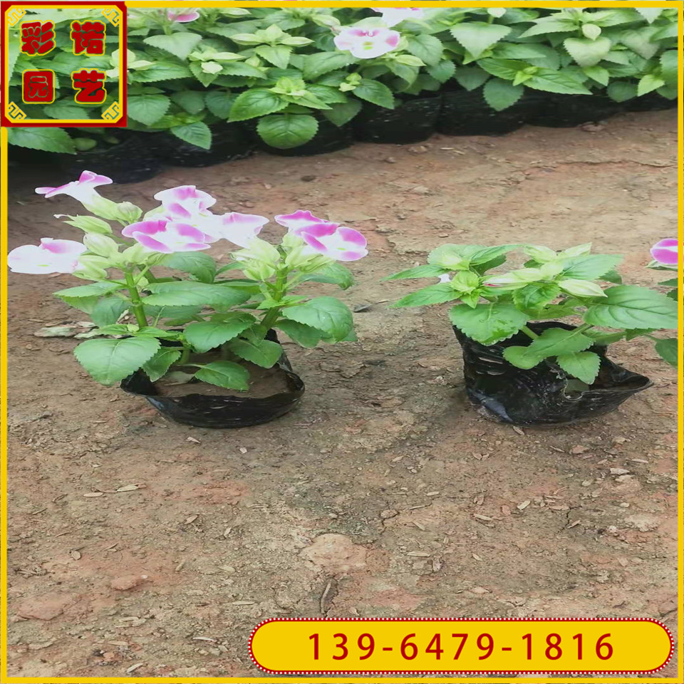 夏瑾花苗 花坛绿化夏堇容器苗 花卉合作社大量批发草花