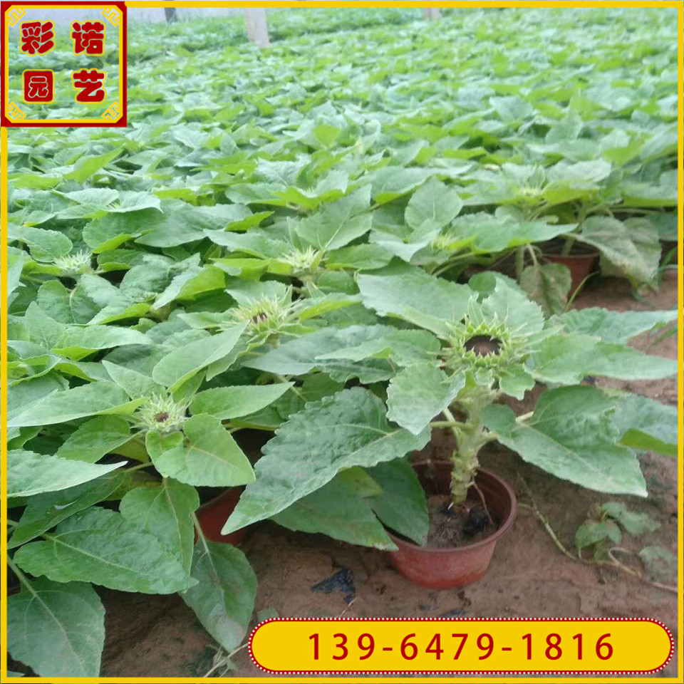批发供应向日葵种子容器苗 矮化向日葵盆栽观赏植物