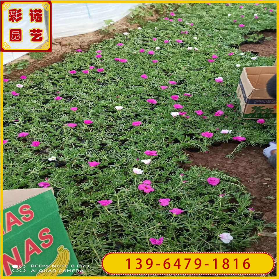 宿根花卉半枝莲盆苗 小区草坪草花种植花苗 半枝莲绿化工程苗